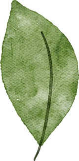 leaf watercolour clipart